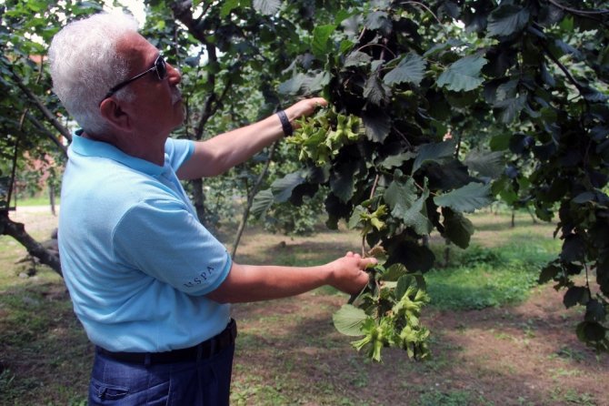 Giresun Keşap Fındık Üreticileri Birliği Başkanı Şahin: 