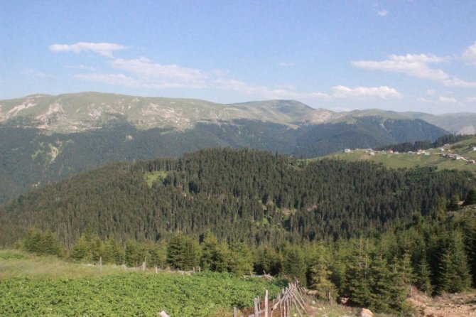 Giresun’da Çatışmanın Yaşandığı Bölge Çember Altına Alındı