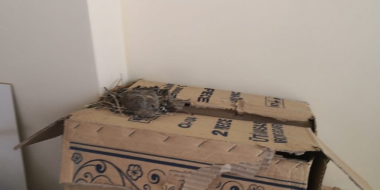 Açık Pencereden Girip Ofise Yuva Yaptı