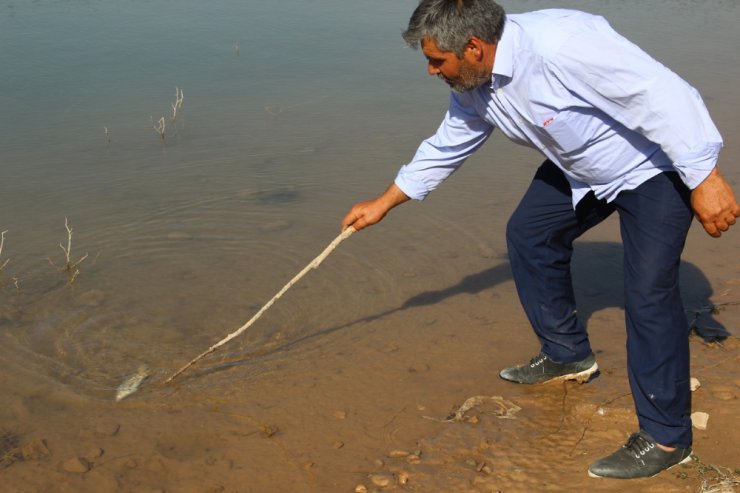 Sivas’ta Balıklar Karaya Vurdu