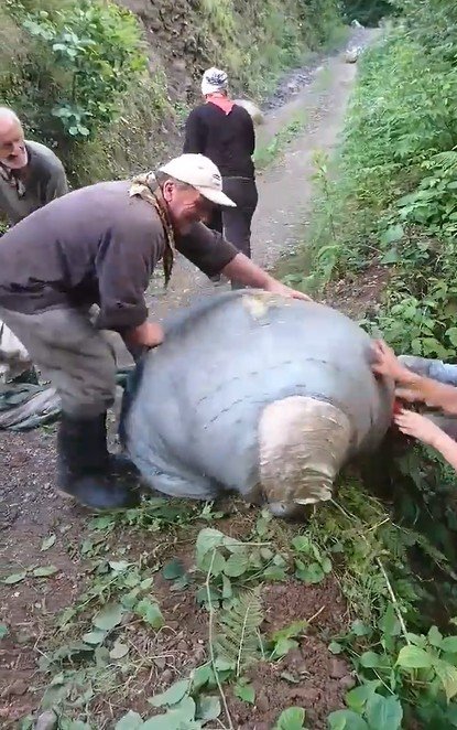 İşçiler Yamaçtan Yuvarlanan Çay Terisi İçin Seferber Oldu