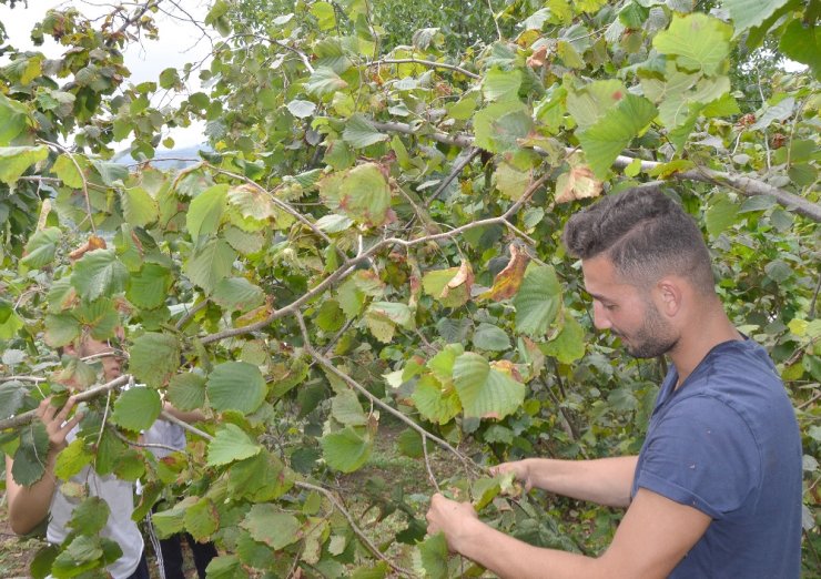 Ordu’da Fındık Hasadı Başladı