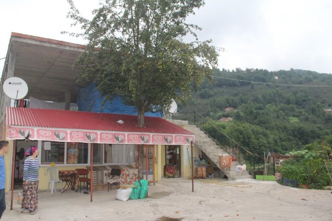Kesmeye Kıyamadıkları Armut Ağacını Böyle Korumaya Aldılar