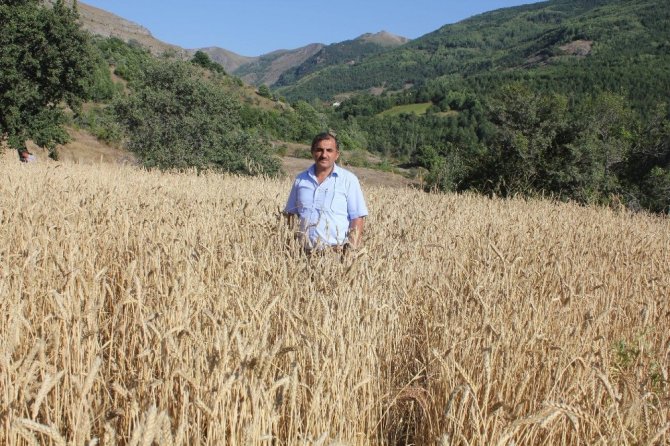 Gümüşhane’de Kuşlar İçin Ekilen Tarlalar Başak Verdi