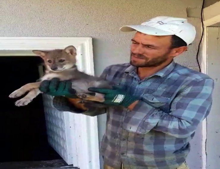 Kümesine Dadanan Çakala Nasihat Etti