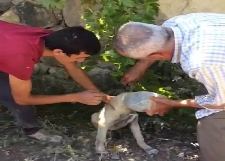 Kafası Pet Şişeye Giren Yavru Köpek İçin Seferber Oldular
