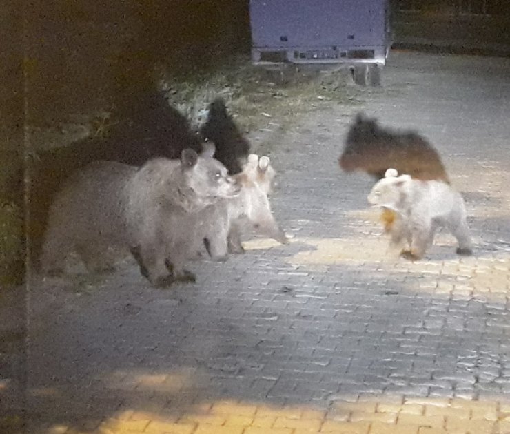 Aç Kalan Ayılar Yerleşime İndi