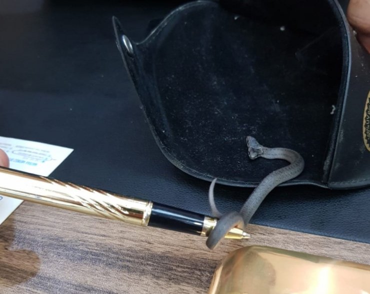 Samsun’da Çift Başlı Yılan Bulundu