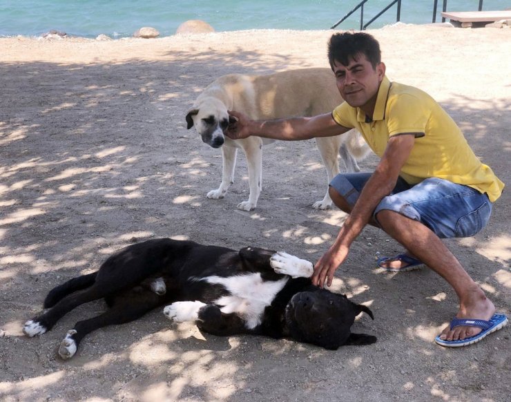 Beslediği Köpekler Hayatını Kurtardı