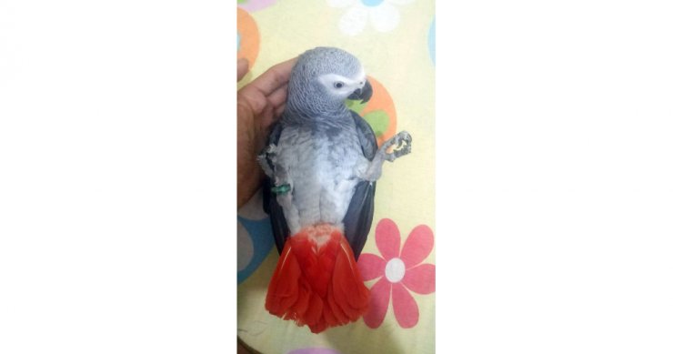 Kayıp Papağanını Bulana Ödül Verecek
