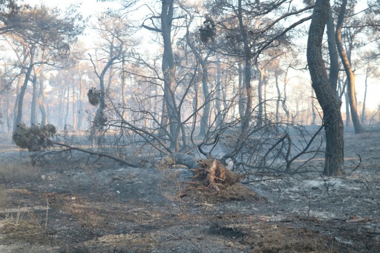 Çanakkale’deki Orman Yangını Söndürüldü