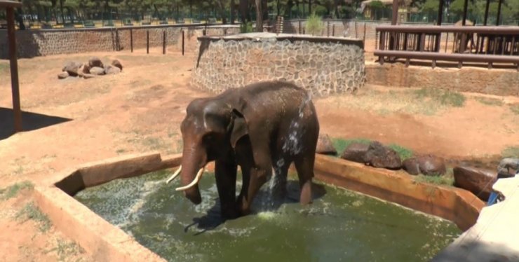 Sıcaktan Etkilenen 5 Tonluk Filler Suyla Serinletiliyor