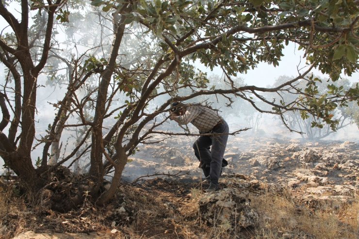Midyat’ta Ormanlık Alanda Çıkan Yangın Sürüyor