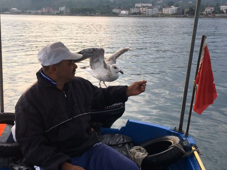 Kurnaz Martı İle Balıkçının Dostluğu