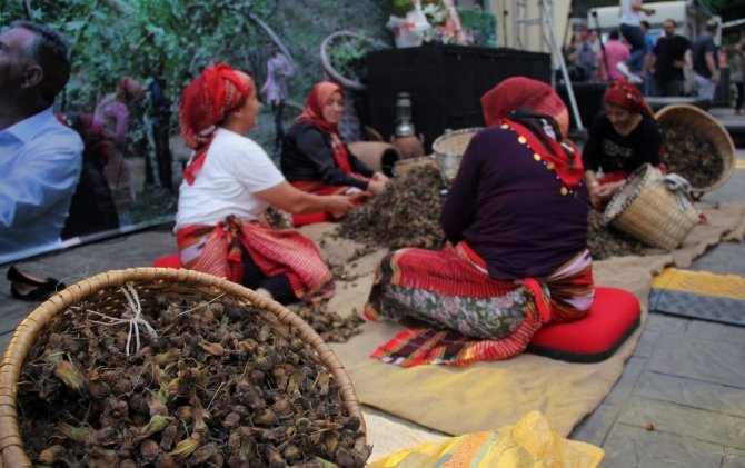 Fındığın Başkenti Giresun’da Fındık Festivali Düzenlendi