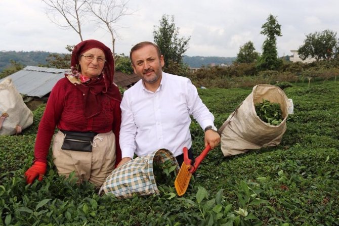 Ak Parti Giresun Milletvekili Öztürk’ten Çay Üreticilerine Destek