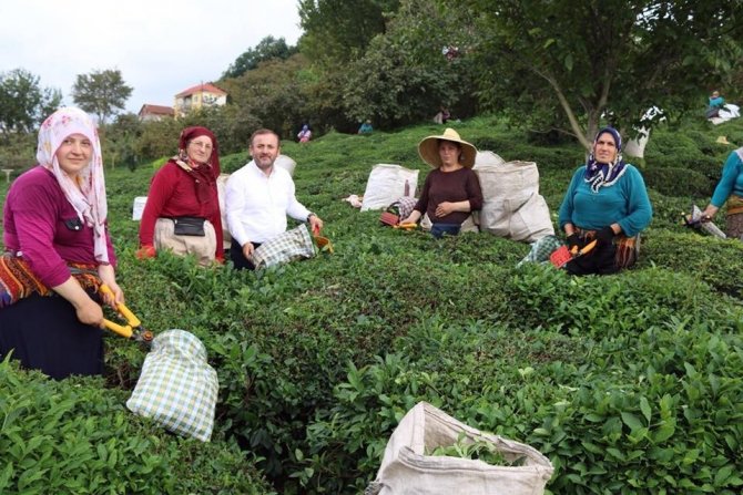 Ak Parti Giresun Milletvekili Öztürk’ten Çay Üreticilerine Destek