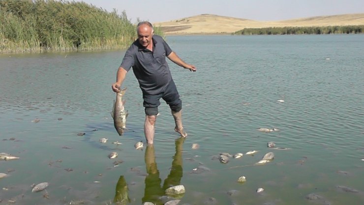 Konya’da Korkutan Balık Ölümleri