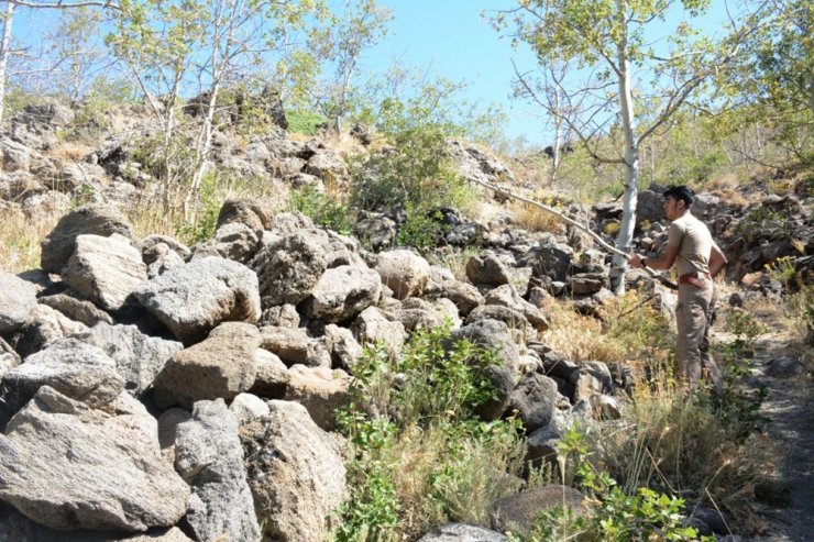 Nemrut Krater Gölü’nde "Ayı" Sürprizi