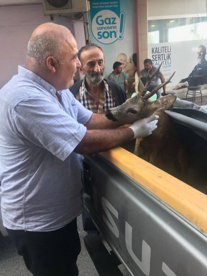 Trabzon’da Yaralı Karaca Tedavi Altına Alındı