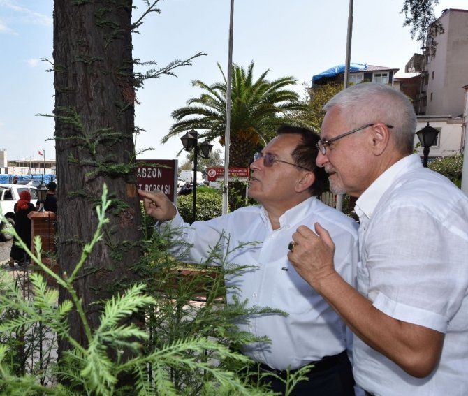 Rus İş Adamı 18 Yıl Önce Trabzon’da Diktiği Ağacı Görünce Duygulandı