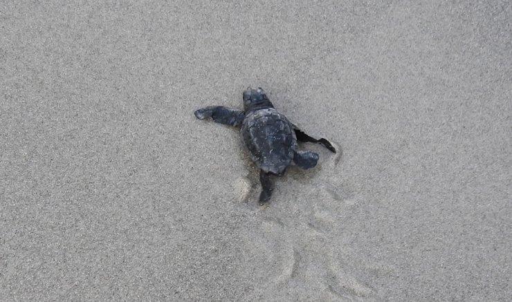 Yavru Caretta Carettalar Denizle Buluştu