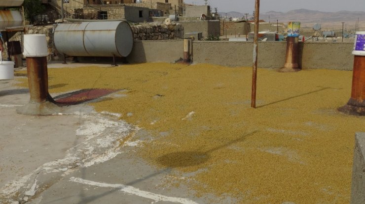 Gercüş’te ‘Bulgur Kaynatma’ Geleneği Sürüyor