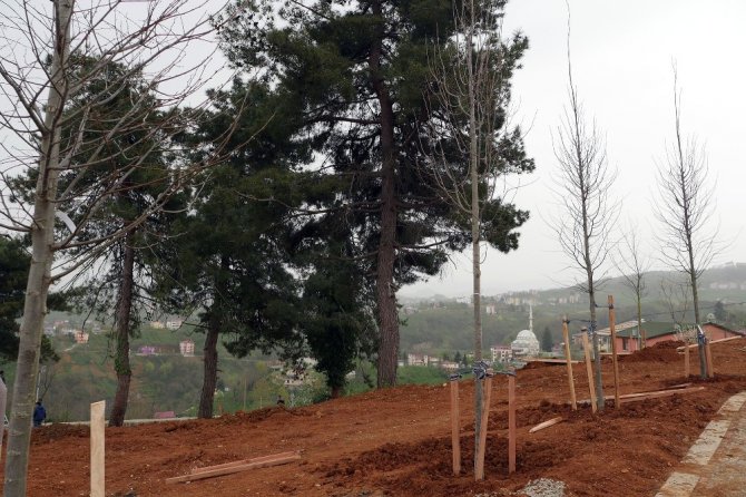 Trabzon’a 3 Milyon 940 Ağaç, Çalı Türü Bitki Ve Çiçek Dikildi