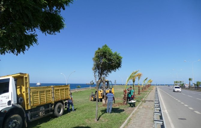 Trabzon’a 3 Milyon 940 Ağaç, Çalı Türü Bitki Ve Çiçek Dikildi