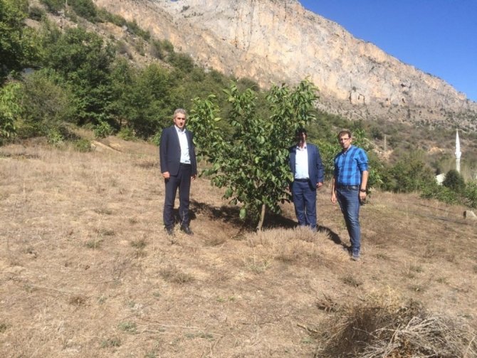 Gümüşhane Ceviz Vadisi Olma Yolunda Hızla İlerliyor
