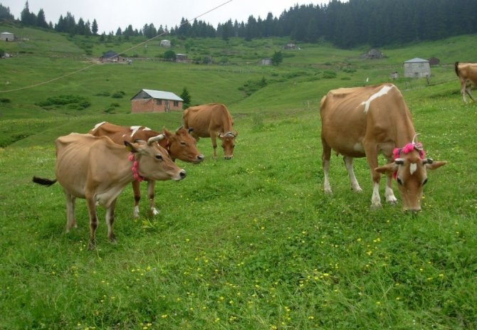 Trabzon’da Şap Hastalığına Karşı 132 Bin 576 Büyükbaş Hayvan Aşılanacak