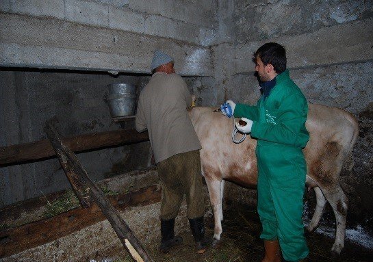 Trabzon’da Şap Hastalığına Karşı 132 Bin 576 Büyükbaş Hayvan Aşılanacak