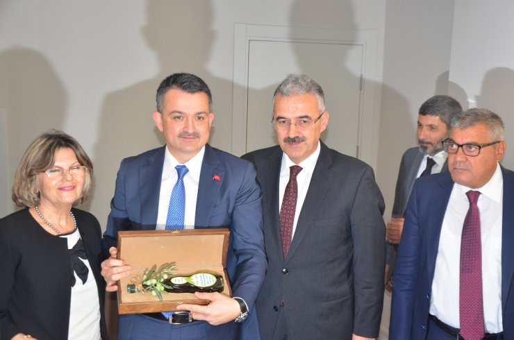 Bakan Pakdemirli Zeytin Rekoltesini Açıkladı