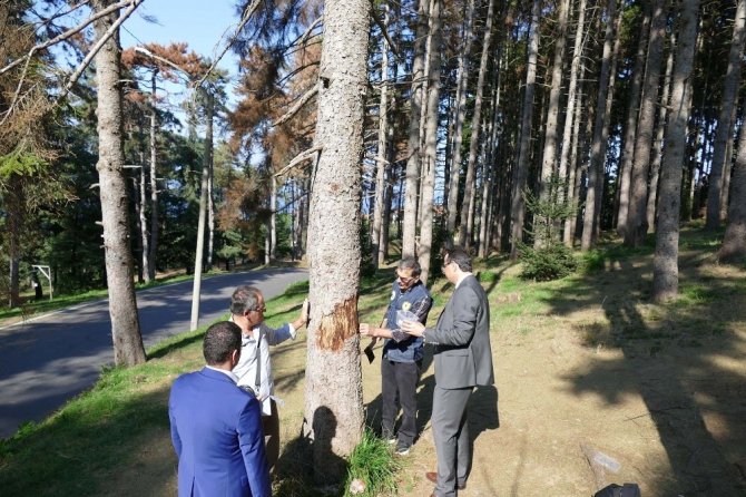 Atatürk Köşkü Ormanını ‘12 Dişli’den Kurtarmak İçin Hareket Geçtiler