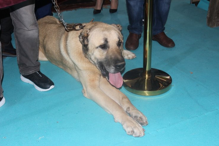 Sivas Günleri’nin İlgi Odağı 100 Kiloluk Kangal
