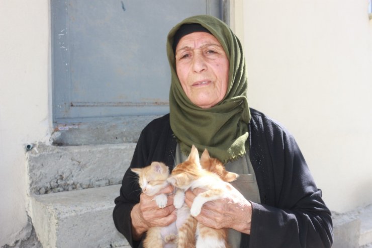 56 Yıldır Kedilerle Yaşıyor