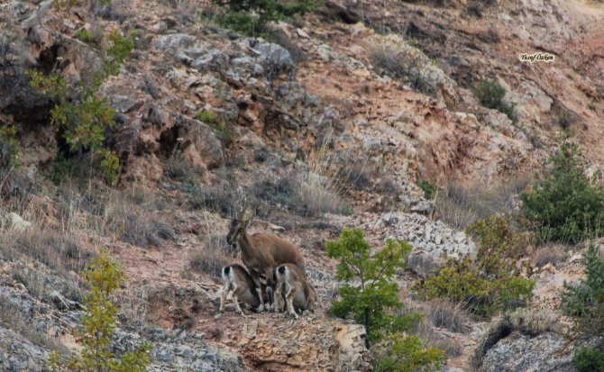 Gümüşhane’de Yaban Keçileri Bu Yıl İkiz Yavruladı