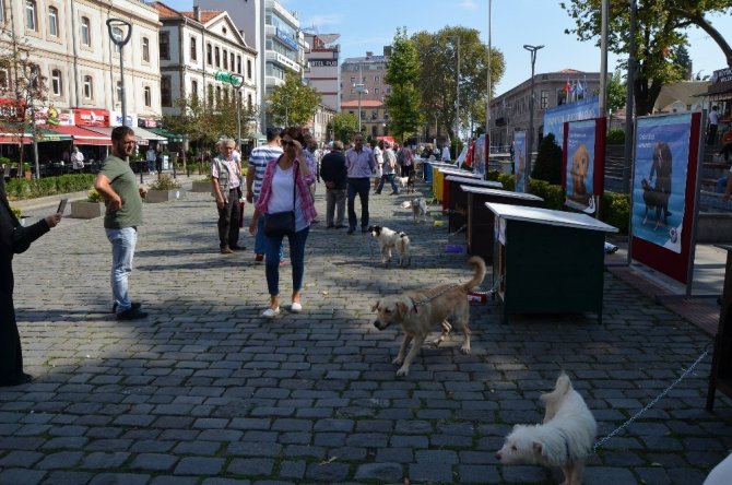 Trabzon’da 4 Ekim Dünya Hayvanları Koruma Günü Etkinliği Düzenlendi