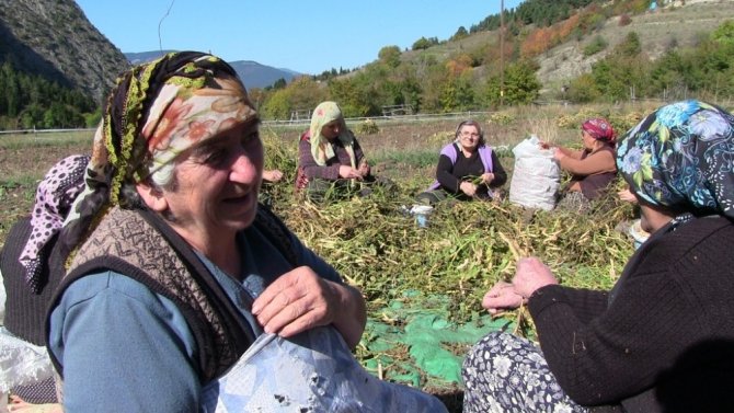 Artvin’de İmece Usulüyle Türküler Eşliğinde Kuru Fasulye Hasadı Gerçekleştirildi