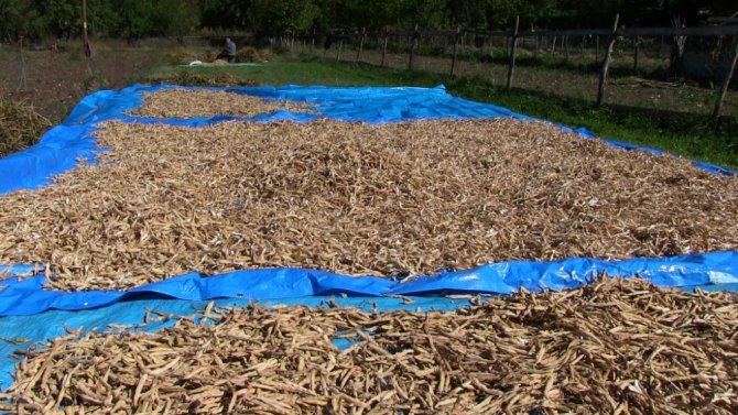 Artvin’de İmece Usulüyle Türküler Eşliğinde Kuru Fasulye Hasadı Gerçekleştirildi