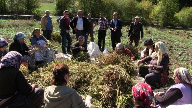 Artvin’de İmece Usulüyle Türküler Eşliğinde Kuru Fasulye Hasadı Gerçekleştirildi