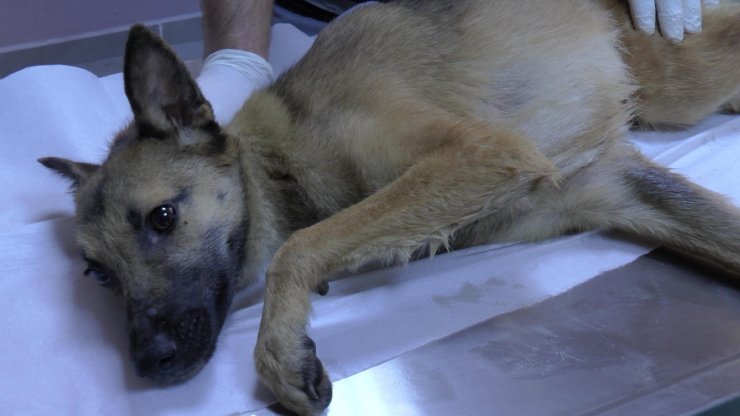 Başına Sıkışan Bidonla Kaybolan Köpek Kurtarıldı