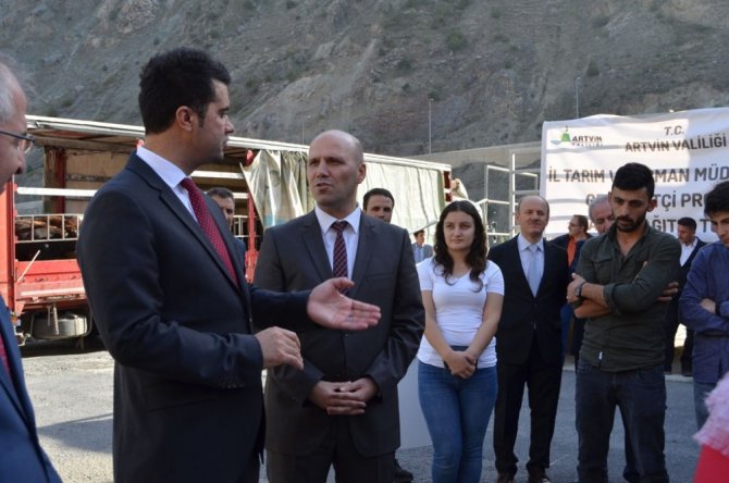 Artvin’de Genç Çiftçilere Büyükbaş Hayvan Dağıtımı Yapıldı