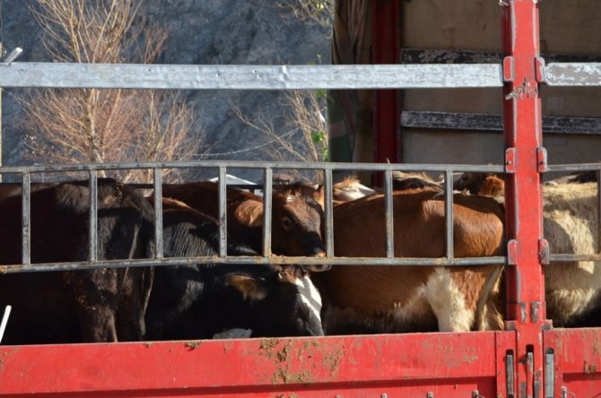 Artvin’de Genç Çiftçilere Büyükbaş Hayvan Dağıtımı Yapıldı