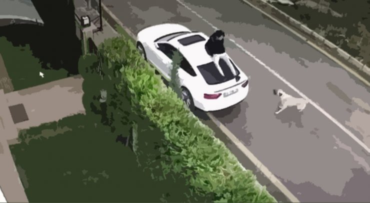 Köpek Saldırısına Karşı Ne Yapmalı ?