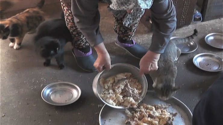 Emekli Maaşıyla Yüzlerce Kediye Bakıyor