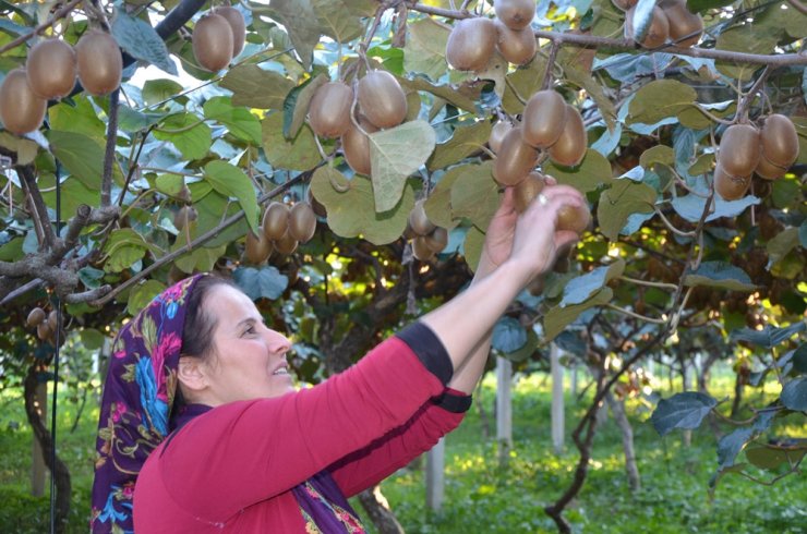 Kivi Hasadına Başlandı