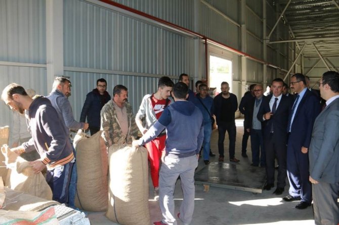 Giresun’da Tmo Fındık Alımlarına Başladı