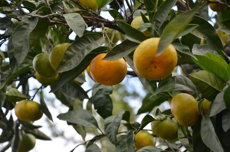 Doğu Karadeniz’de Narenciye Hasadı Başladı