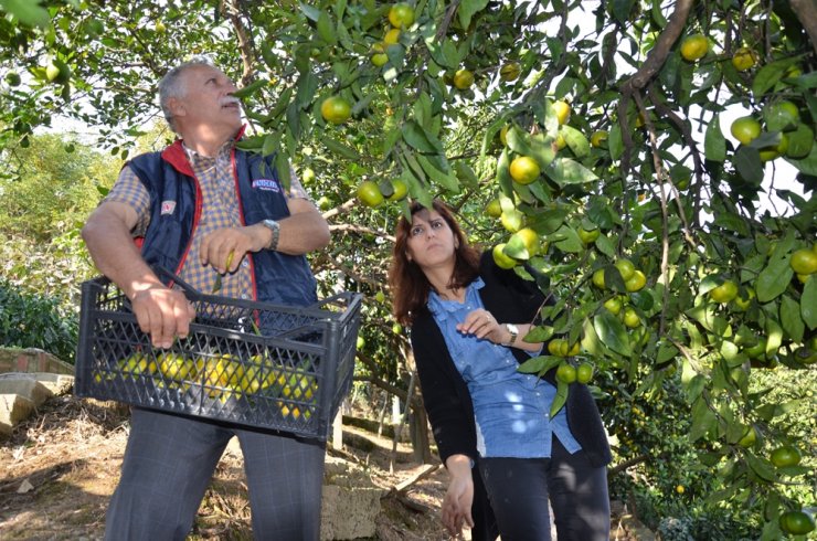 Doğu Karadeniz’de Narenciye Hasadı Başladı